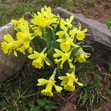 Narcissus jacetanus unspecified picture