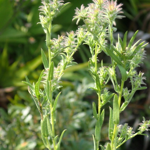 Symphyotrichum plumosum unspecified picture