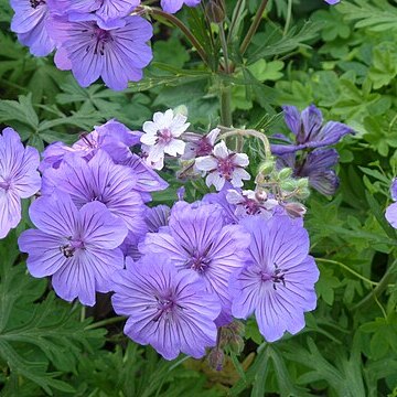 Geranium malviflorum unspecified picture