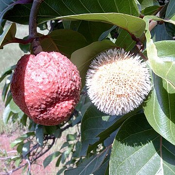 Sarcocephalus latifolius unspecified picture