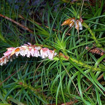 Dracophyllum secundum unspecified picture