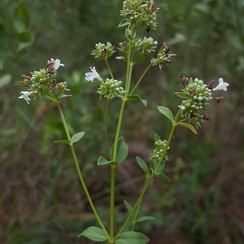 Pycnanthemum nudum unspecified picture