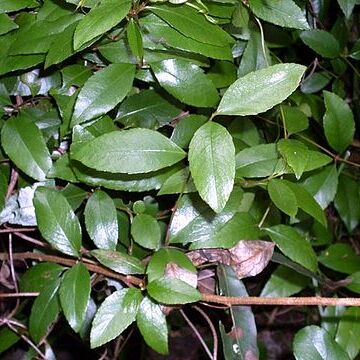 Aphanopetalum unspecified picture