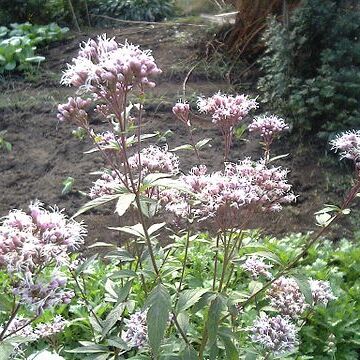 Eupatorium japonicum unspecified picture