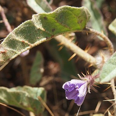 Solanum cleistogamum unspecified picture