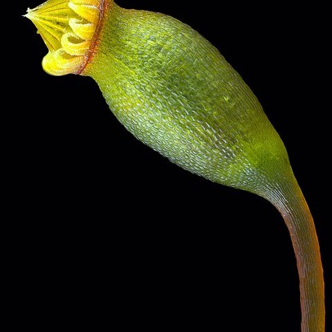 Sematophyllum demissum unspecified picture