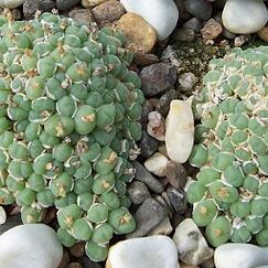 Conophytum saxetanum unspecified picture