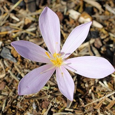 Colchicum micranthum unspecified picture