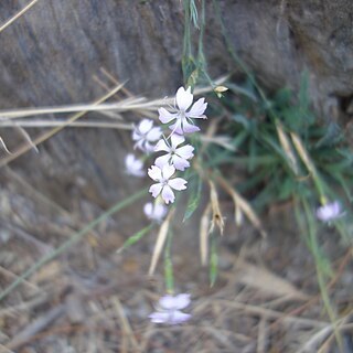 Dianthus pyrenaicus subsp. attenuatus unspecified picture