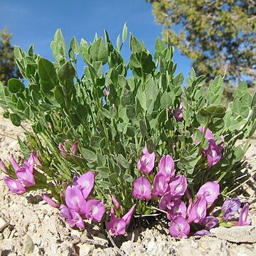 Astragalus megacarpus unspecified picture