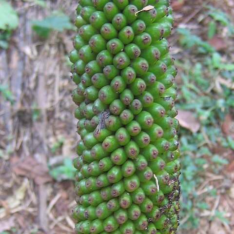 Amorphophallus sylvaticus unspecified picture