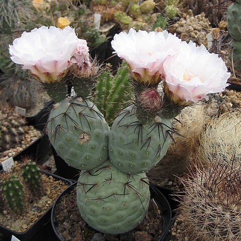 Tephrocactus geometricus unspecified picture