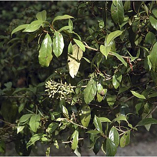 Viburnum punctatum unspecified picture