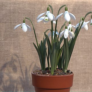 Galanthus alpinus unspecified picture