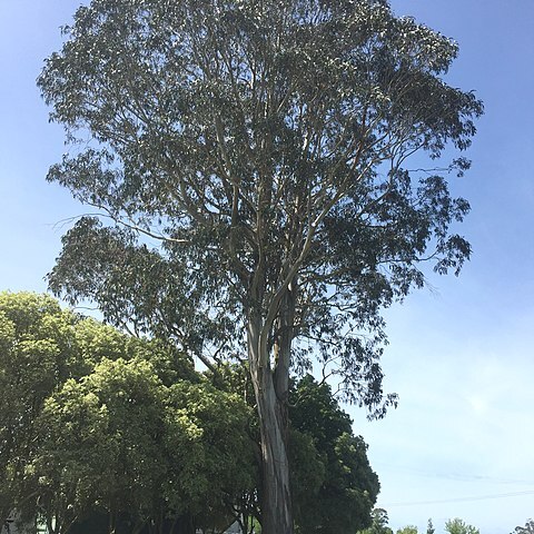 Eucalyptus globulus subsp. bicostata unspecified picture