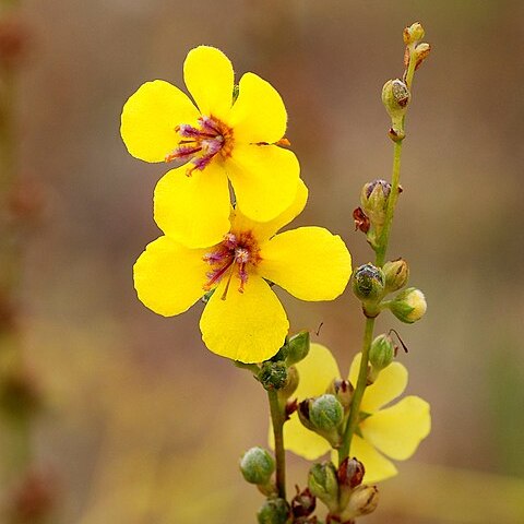 Verbascum unspecified picture