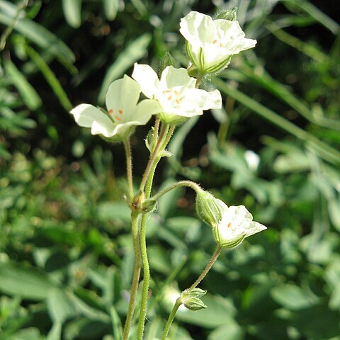 Erodium chrysanthum l'hér. ex unspecified picture