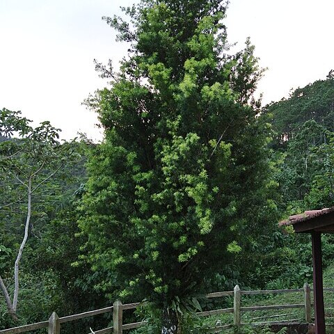 Podocarpus angustifolius unspecified picture