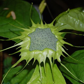 Dorstenia turnerifolia unspecified picture