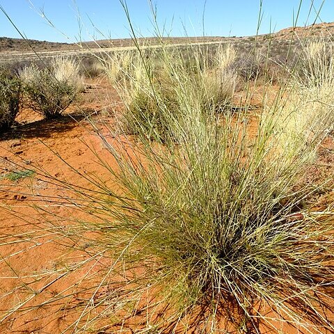 Stipagrostis namaquensis unspecified picture