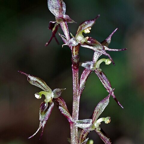 Acianthus exsertus unspecified picture