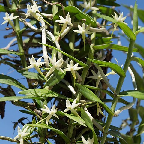 Angraecum erectum unspecified picture