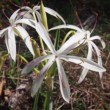 Crinum asiaticum var. asiaticum unspecified picture