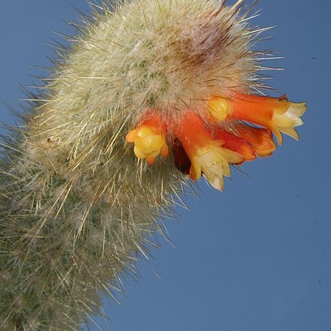 Micranthocereus flaviflorus unspecified picture