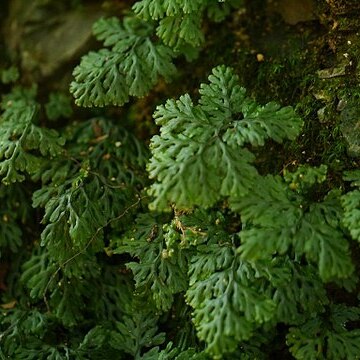 Hymenophyllum barbatum unspecified picture