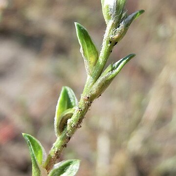 Corispermum intermedium unspecified picture