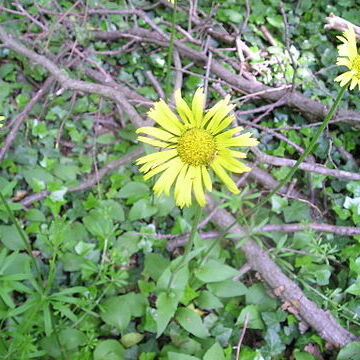 Doronicum unspecified picture