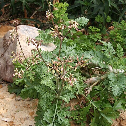 Pelargonium ceratophyllum l'hér. unspecified picture