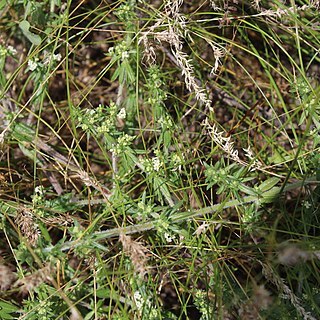 Galium humifusum unspecified picture