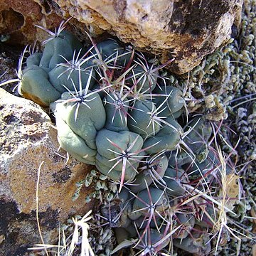 Thelocactus bicolor subsp. heterochromus unspecified picture