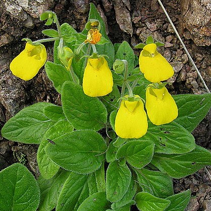 Calceolaria brunellifolia unspecified picture