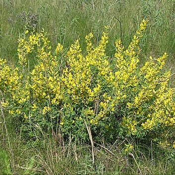 Chamaecytisus unspecified picture