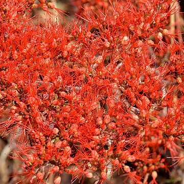 Combretum microphyllum unspecified picture