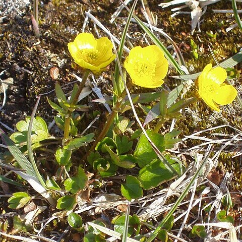 Ranunculus sulphureus unspecified picture