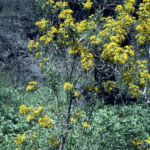 Barkleyanthus salicifolius unspecified picture