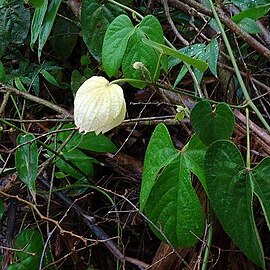 Dalechampia tiliifolia unspecified picture