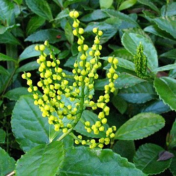 Chloranthus spicatus unspecified picture