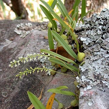 Bulbophyllum parviflorum unspecified picture