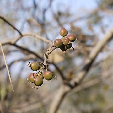 Mallotus polycarpus unspecified picture