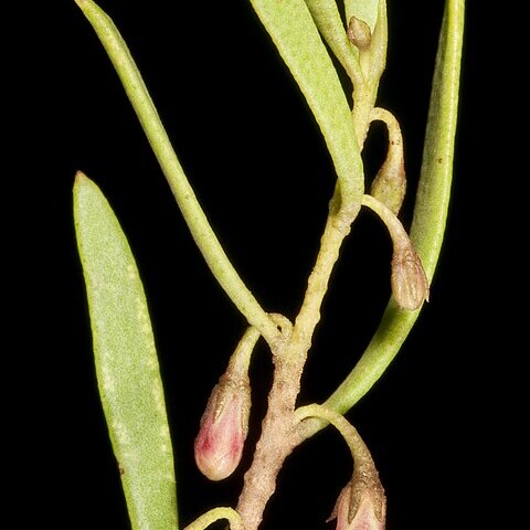 Myoporum platycarpum unspecified picture