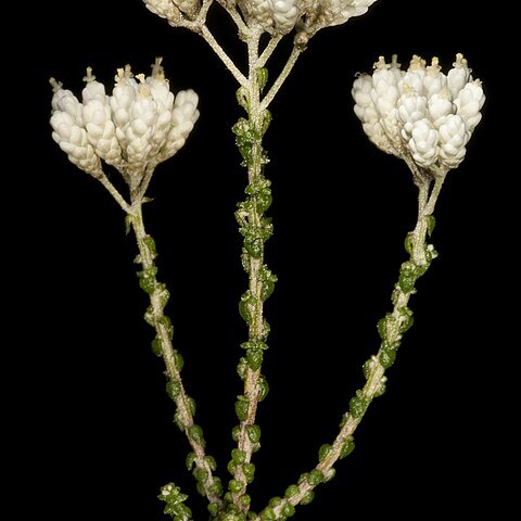 Ozothamnus lepidophyllus unspecified picture