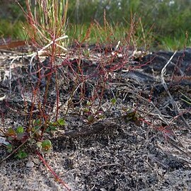 Gonocarpus micranthus unspecified picture