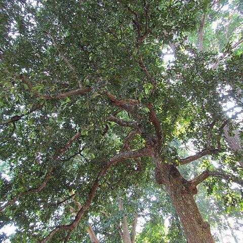 Calophyllum tomentosum unspecified picture