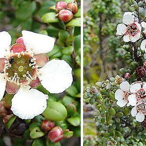 Leptospermum recurvum unspecified picture