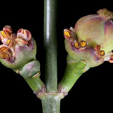 Calycopeplus paucifolius unspecified picture