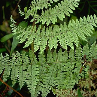 Dryopteris leucorhachis unspecified picture